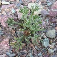 Erigeron compositus